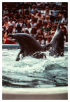 dolphinshow_01.png