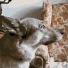 SilverEarlyEastrussiancoursinghounds-max-1mb.gif