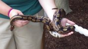 WCU - python.JPG