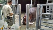 Hippo standing on plate.jpg